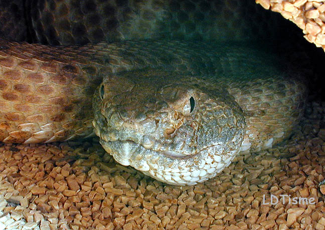 snake bitten 06.jpg [95 Kb]